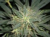cob1.jpg image by LARSLOL